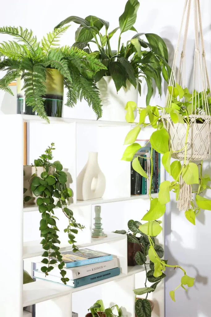 Bring nature inside with indoor plants